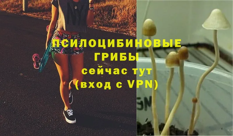 Псилоцибиновые грибы MAGIC MUSHROOMS  Губаха 